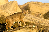 Bobcat on rocks