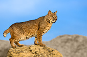 Bobcat on rocks