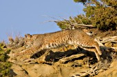 Leaping bobcat