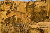 Bobcat jumping from rock to rock