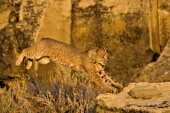 Bobcat jumping from rock to rock