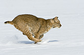 Bobcat running in snow