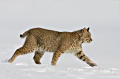 Bobcat in snow