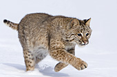 Bobcat running in snow