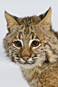 Young bobcat