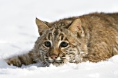 Bobcat in snow