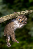 Bobcat kitten hanging precariously from a branch