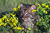 Bobcat kitten in yellow flowers