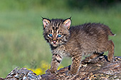 Bobcat kitten on a fallen log