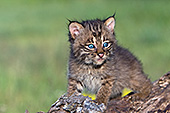 Bobcat kitten on a fallen log