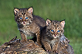 Pair of bobcat kittens on a log