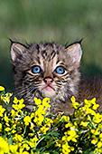 Curious bobcat kitten in yellow flowers