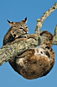 Adult bobcat hanging precariously from a tree branch