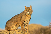 Bobcat sitting on a rock ledge