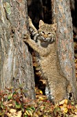 Adolescent bobcat standing up against a tree