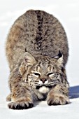 Bobcat stretching in the snow