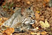 Bobcat camouflaged in autumn forest