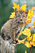 Bobcat on a snag (autumn)