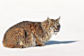 Bobcat resting in snow