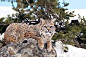 Adult bobcat resting on a boulder