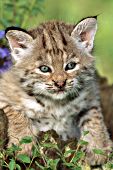 Bobcat kitten on a tree stump