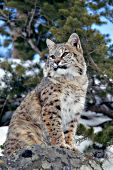 Bobcat sitting near a pine tree