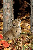 Bobcat looking up at a squirrel in a tree