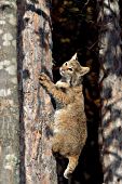 Bobcat climbing a tree