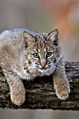 Young bobcat in an oak tree