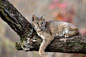 Young bobcat in an oak tree