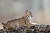 Young bobcat in an oak tree