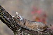 Young bobcat scratching its claws in an oak tree