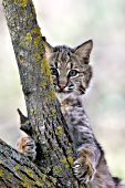 Young bobcat climbing an oak tree