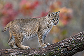 Young bobcat in an oak tree