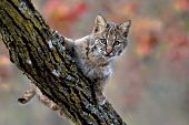 Young bobcat climbing an oak tree