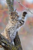 Young bobcat batting a small branch with its paw