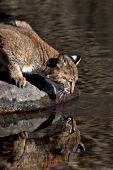 Young bobcat & reflection