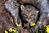 Bobcat kitten playing in a hollow log