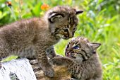 Two bobcat kittens playing on a birch log