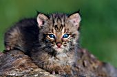 Bobcat kitten resting on a log