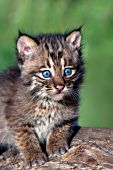 Bobcat kitten resting on a log