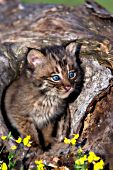 Bobcat playing in a hollow log