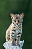 Bobcat cub on a log