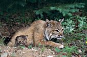 Bobcat mother & kitten at their den