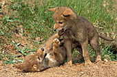 Two coyote pups playing outside their den