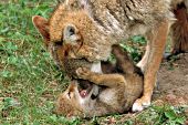 Coyote mom playing with her pup
