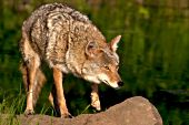 Coyote standing on a boulder near a pond