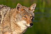 Coyote portrait