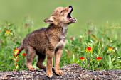 Howling coyote pup