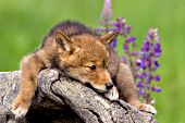 Coyote pup resting o a log